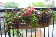 CONDO PLANTING WINDOW BOXES