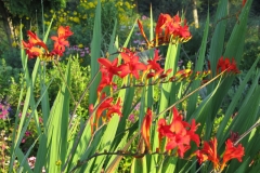 Landscape_crocosmia_July_and_August_2011_129