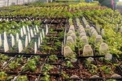 _March-greenhouse