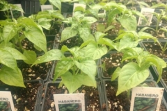 _March-habanero