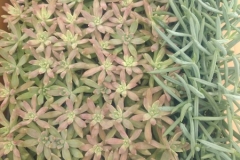 _March-succulent_flat