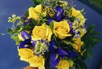 iris1