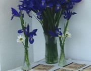 iris3