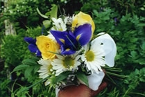 iris6