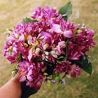 pink_b4