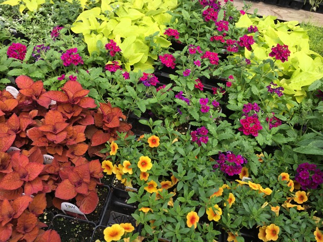 brightly colored flowers and plants