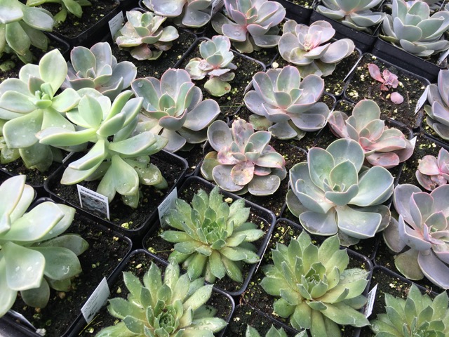 Various succulent plants for sunny gardens