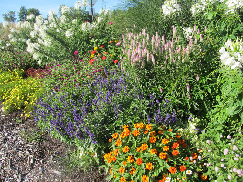 Sunny garden with assorted flowers